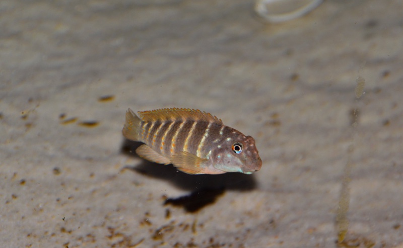 Eretmodus marksmithi 'Mzungu Beach'